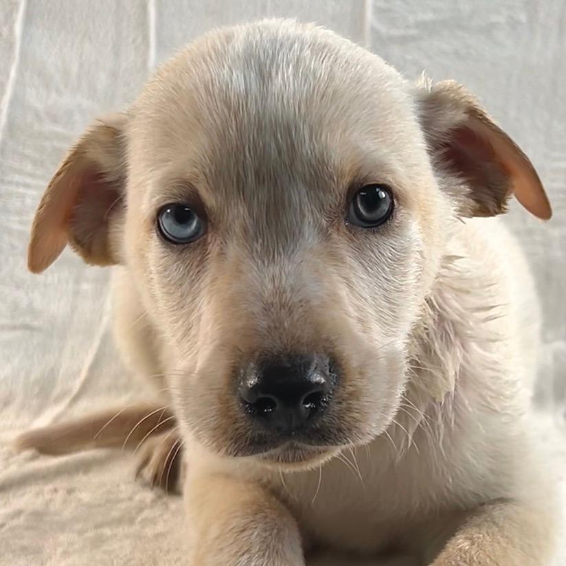 Enlarge Daffy, a Adoptable mixed breed in Johnson City, TN image 2/3