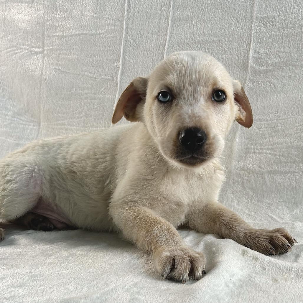 Enlarge Daffy, a Adoptable mixed breed in Johnson City, TN image 3/3