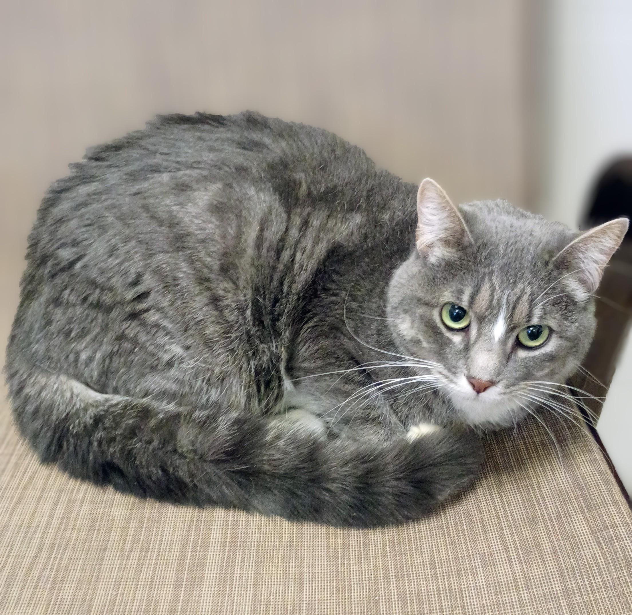 Pickles, Adoptable, Adult Female Domestic Short Hair.