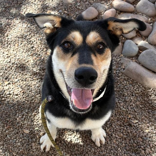 SHINY, Adoptable, Adult Female Rottweiler & German Shepherd Dog.
