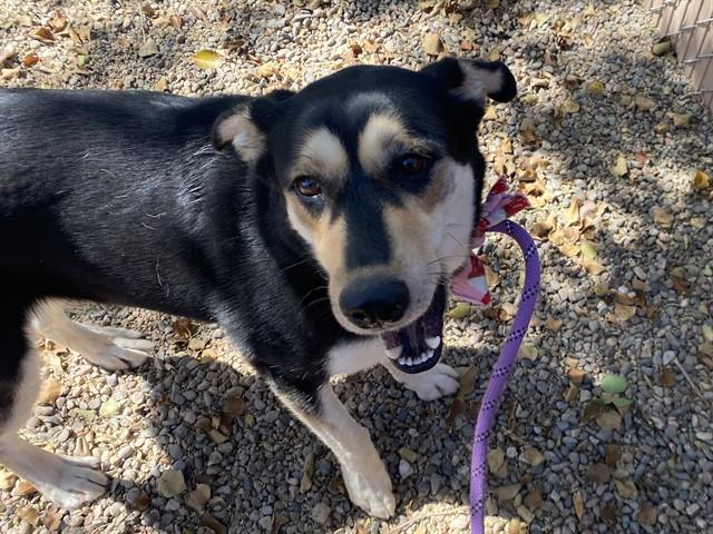 Enlarge SHEISTY, a Adoptable mixed breed in Phoenix, AZ image 1/1