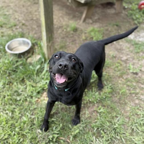 Enlarge Lisa Frank, a Adoptable mixed breed in Carencro, LA image 1/4