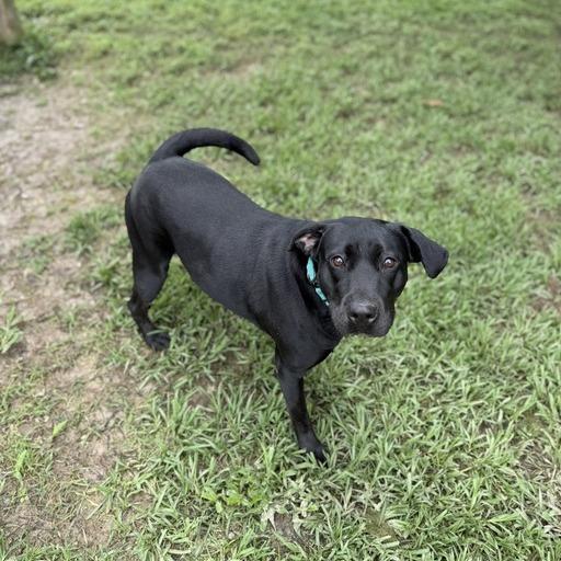 Enlarge Lisa Frank, a Adoptable mixed breed in Carencro, LA image 2/4