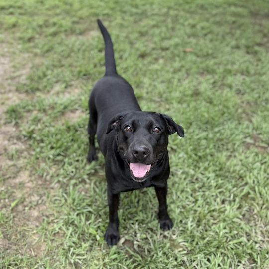 Enlarge Lisa Frank, a Adoptable mixed breed in Carencro, LA image 3/4
