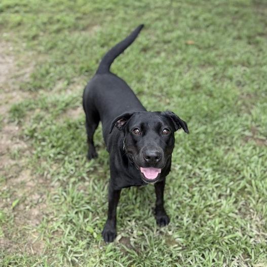 Enlarge Lisa Frank, a Adoptable mixed breed in Carencro, LA image 4/4