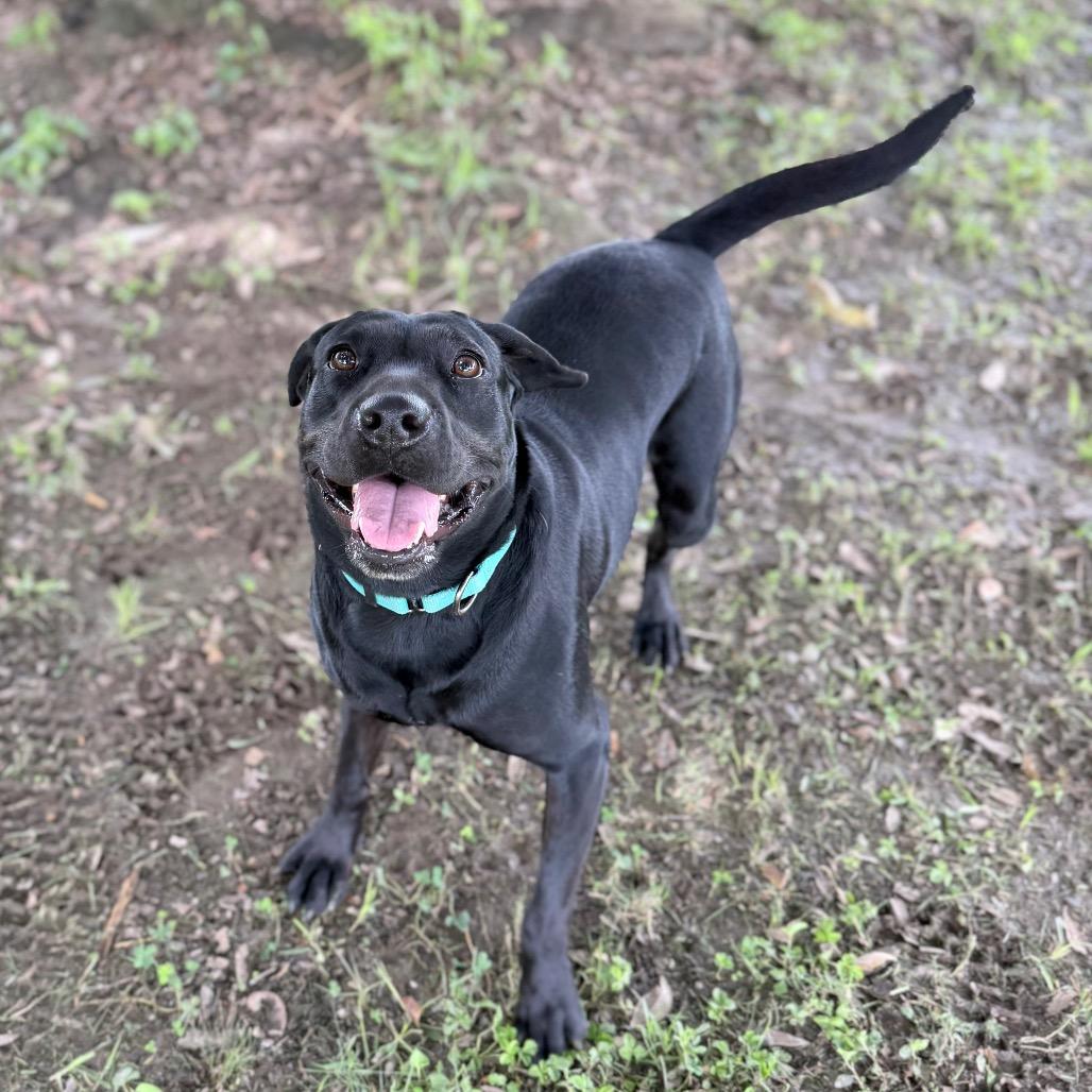 Enlarge Lisa Frank, a Adoptable mixed breed in Carencro, LA image 5/6