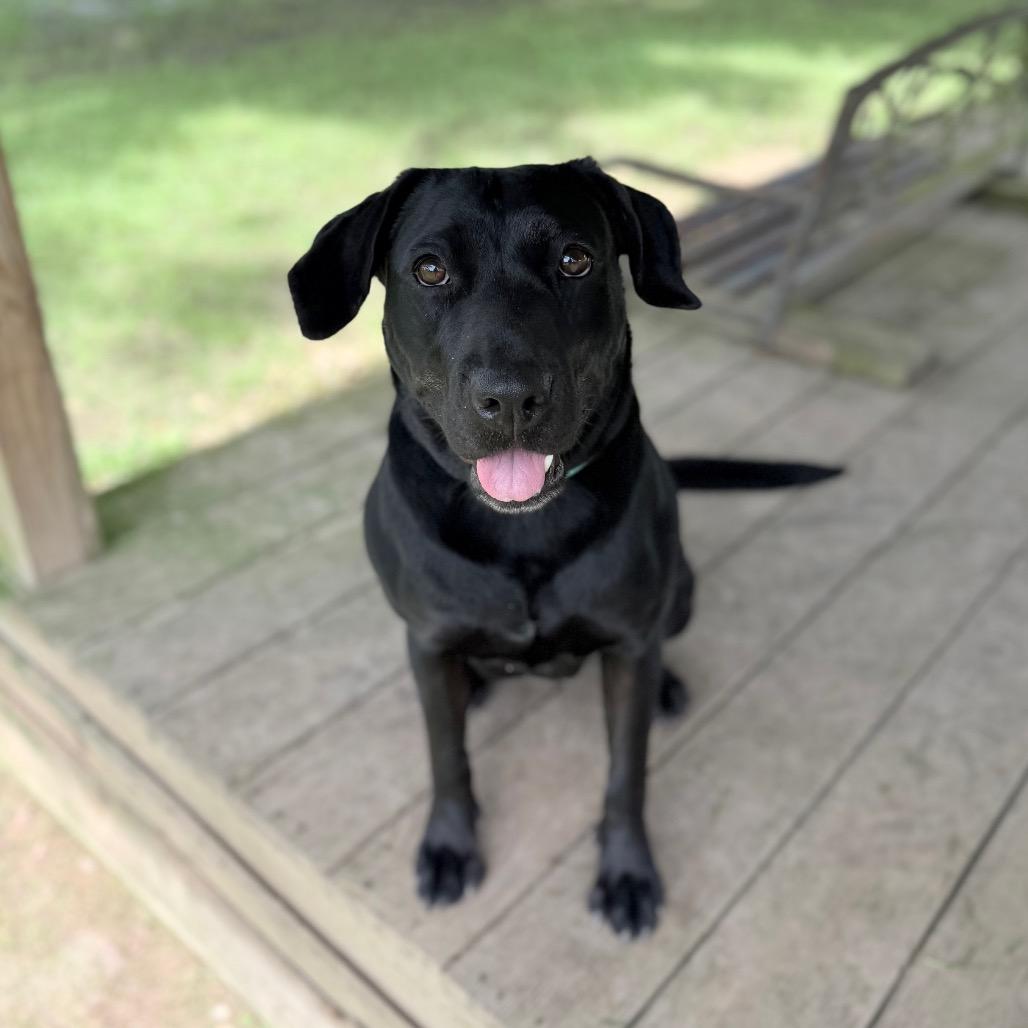Enlarge Lisa Frank, a Adoptable mixed breed in Carencro, LA image 6/6