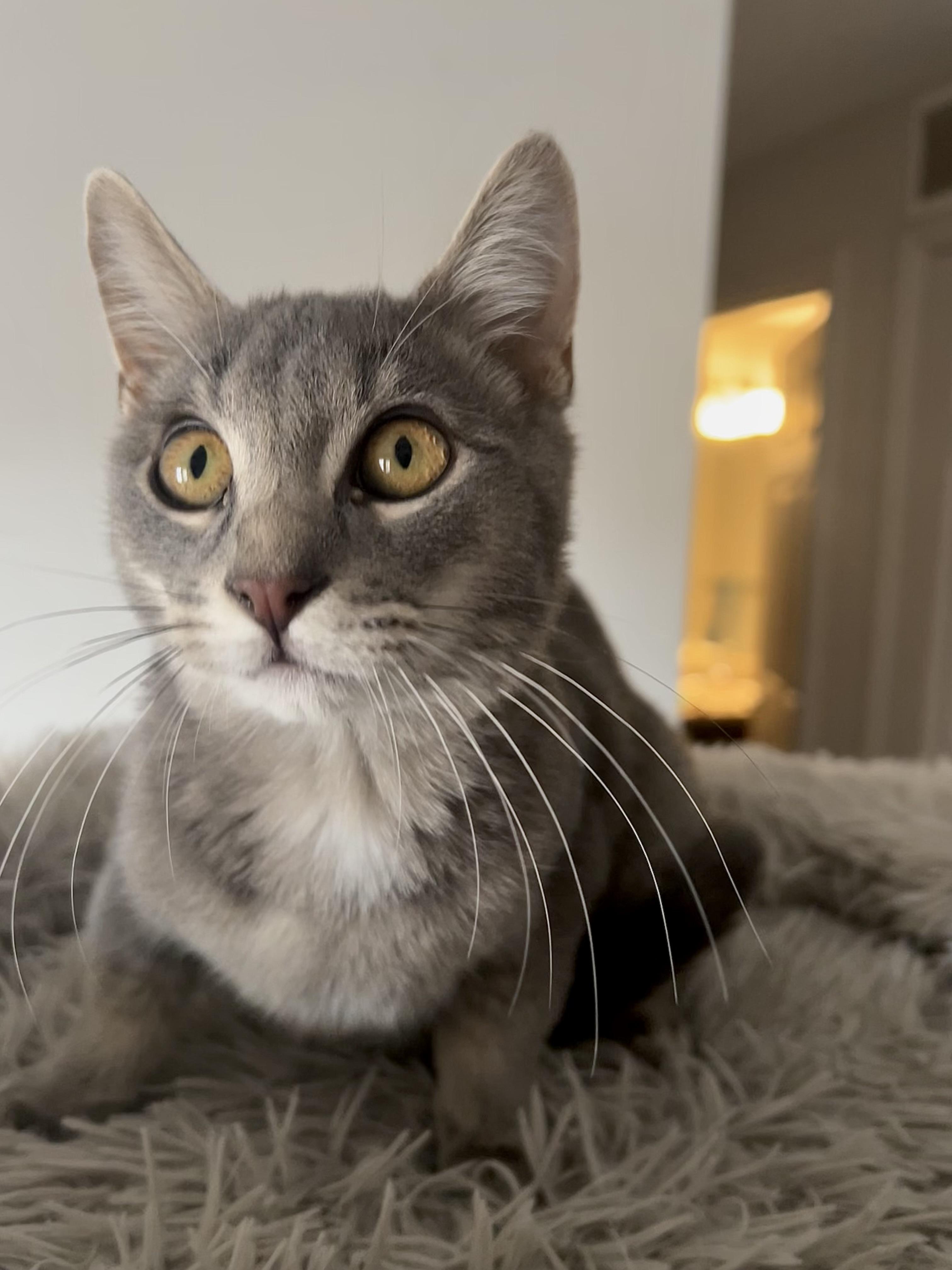 Enlarge Earl, an adopted Domestic Short Hair in Greenback, TN image 2/4