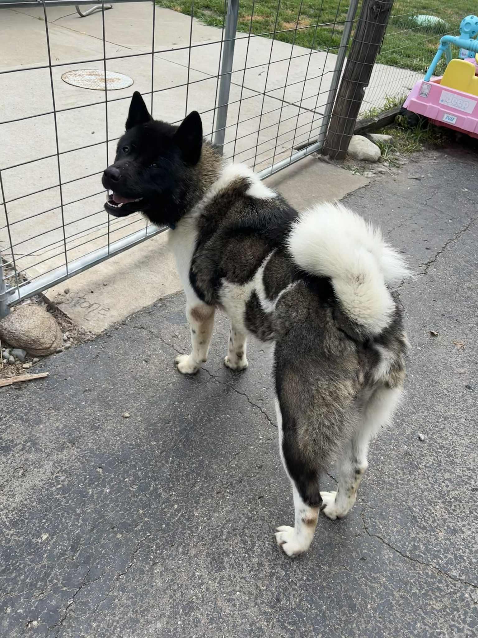 Enlarge Oreo, a Adopted Akita in Chicago, IL image 1/4