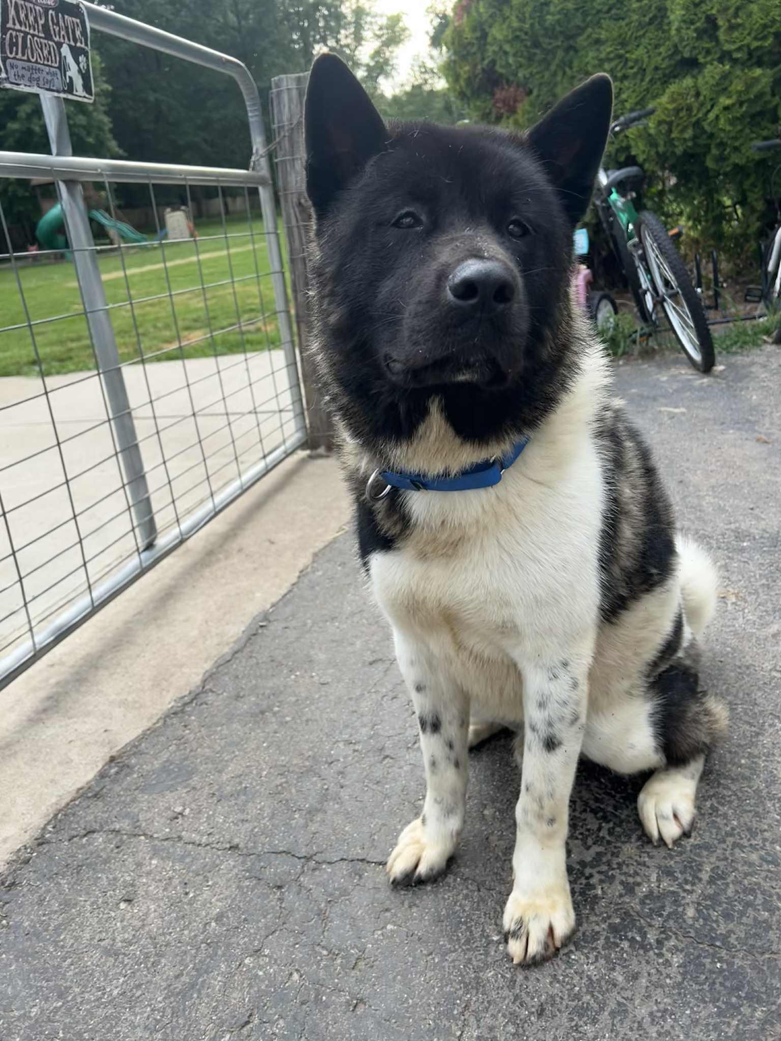 Enlarge Oreo, a Adopted Akita in Chicago, IL image 2/4