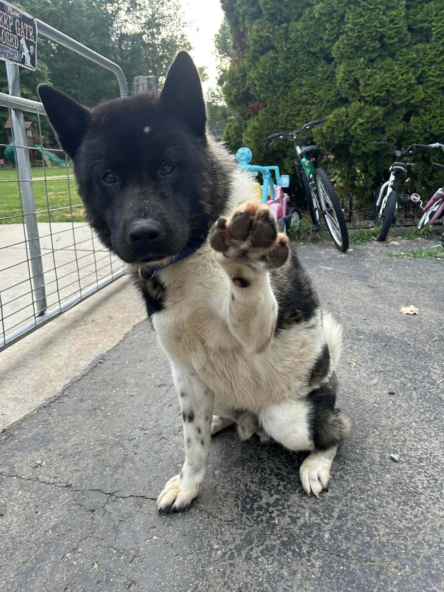 Enlarge Oreo, a Adopted Akita in Chicago, IL image 3/4