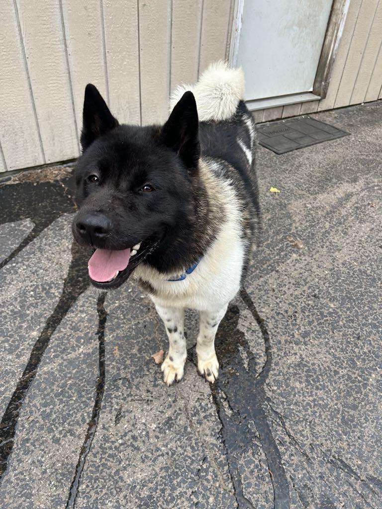 Enlarge Oreo, a Adopted Akita in Chicago, IL image 4/4