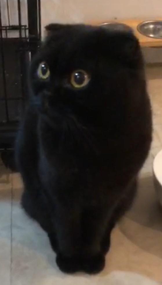 AMIR, Adopted, Adult Male Scottish Fold.