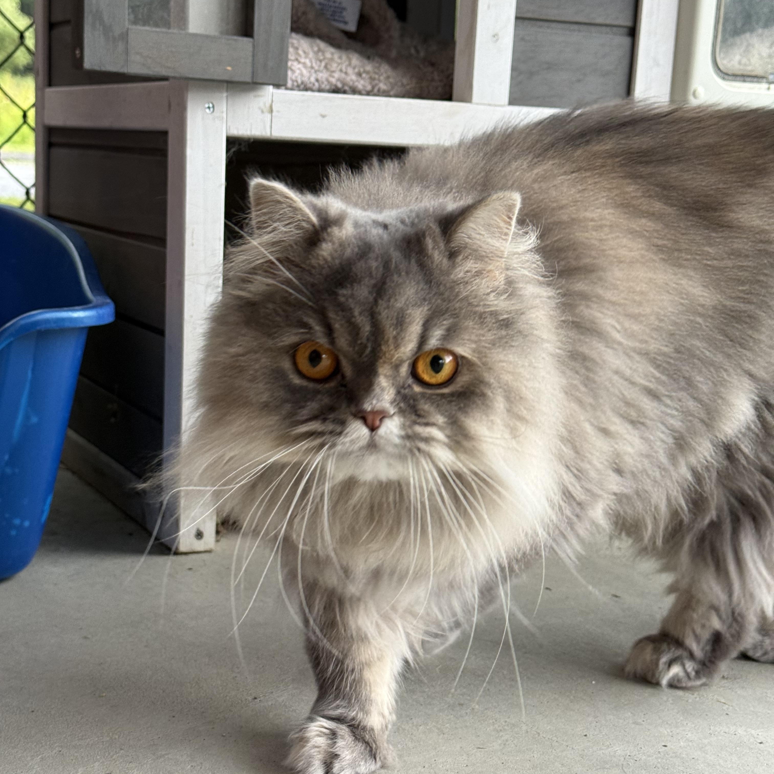 Enlarge Belle, an adopted Persian in Brownsville, VT image 1/1