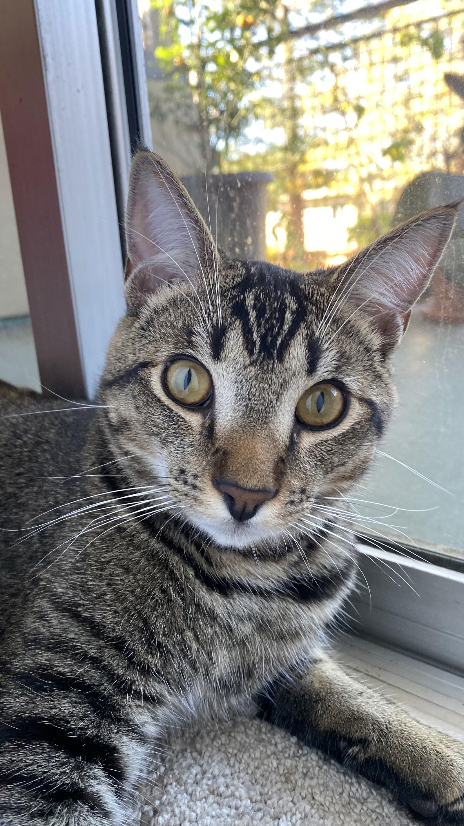 Enlarge Everest, a Adoptable mixed breed in Campbell, CA image 1/3