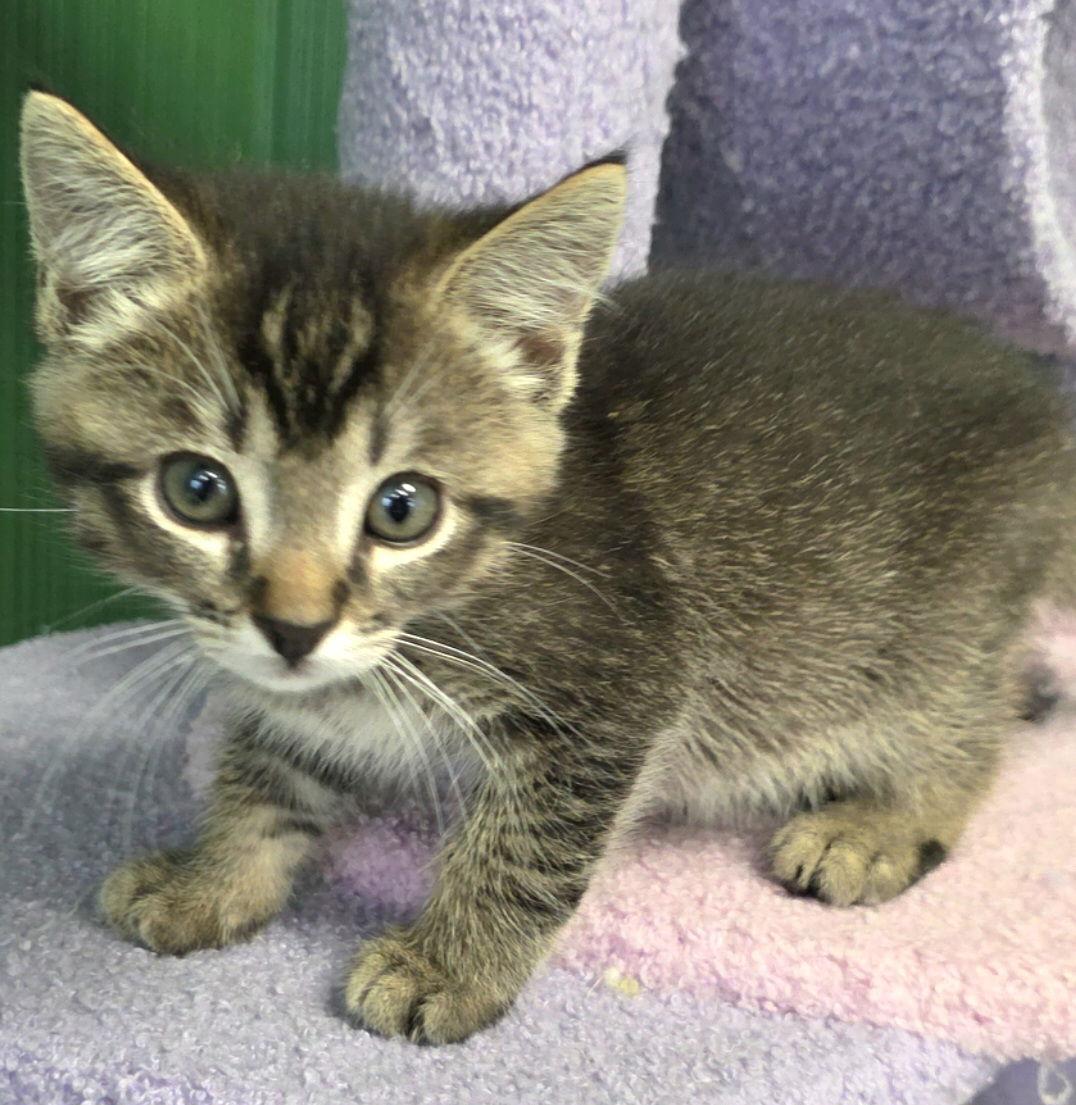 Enlarge Everest, a Adoptable mixed breed in Campbell, CA image 2/3