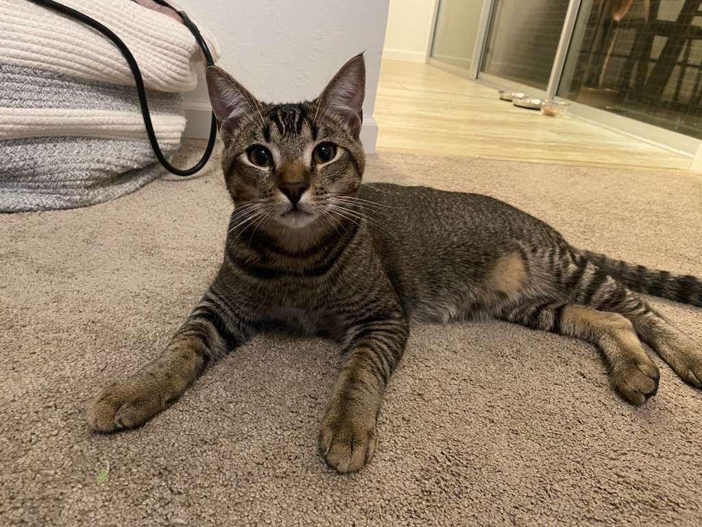 Enlarge Everest, a Adoptable mixed breed in Campbell, CA image 3/3