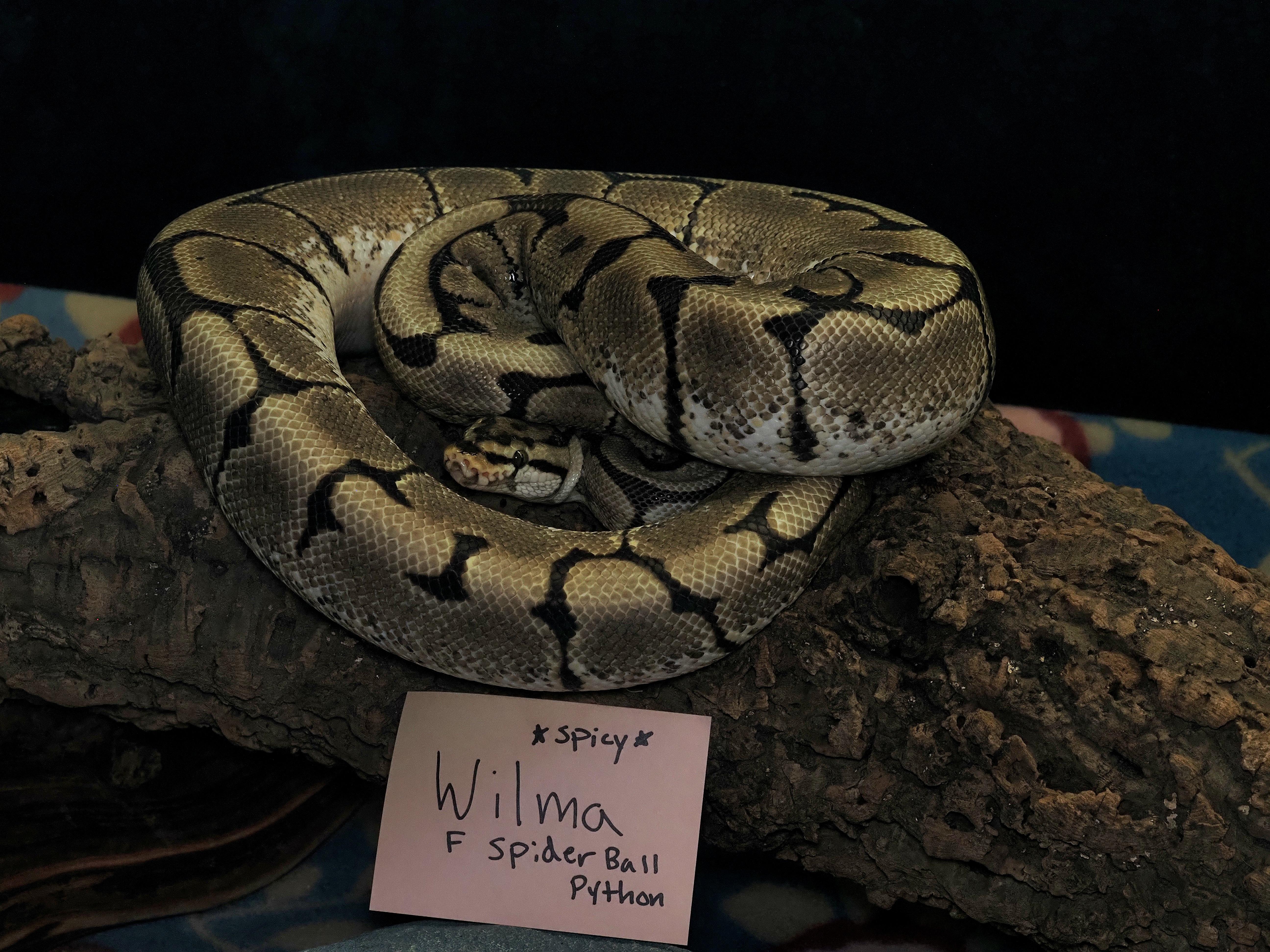 Enlarge Wilma , a ADOPTABLE Ball Python in Tacoma, WA image 1/1
