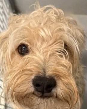 Bear, Adopted, Adult Male Terrier.