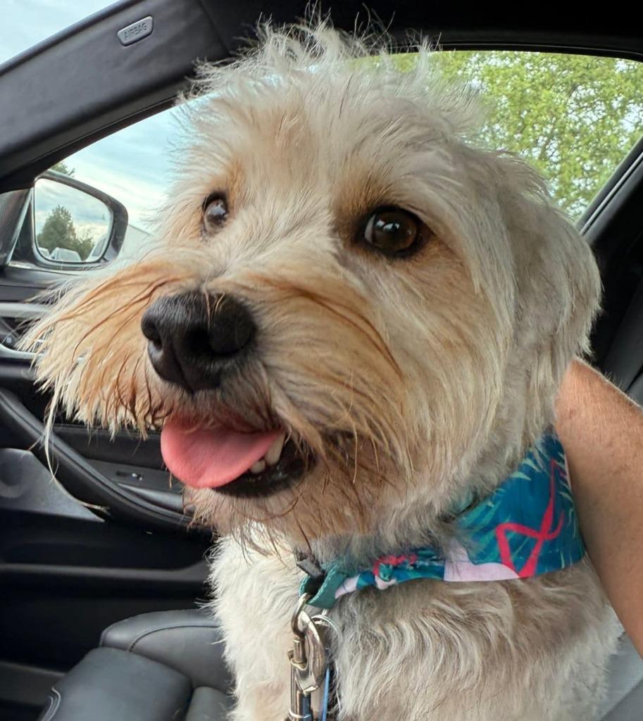 Enlarge Bear, a Adopted Terrier in Johnston, IA image 2/2