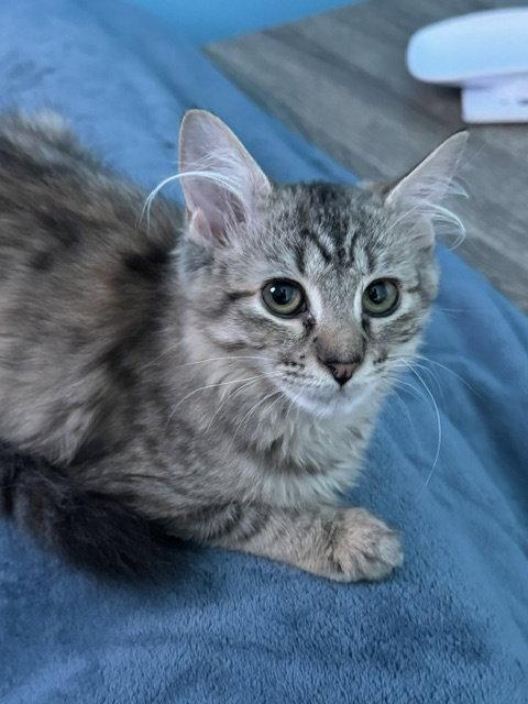 Cinder (bonded with Midnight and Fluffy), Adoptable, Kitten Female Domestic Long Hair.
