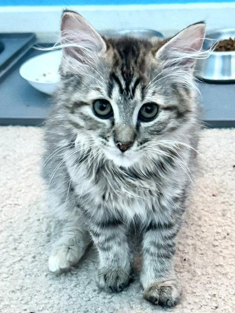 Cinder (bonded with Midnight and Fluffy), a Adoptable Domestic Long Hair in Antioch, CA image 2/3