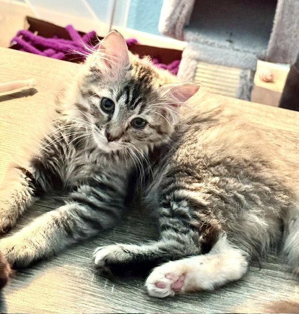 Cinder (bonded with Midnight and Fluffy), a Adoptable Domestic Long Hair in Antioch, CA image 3/3