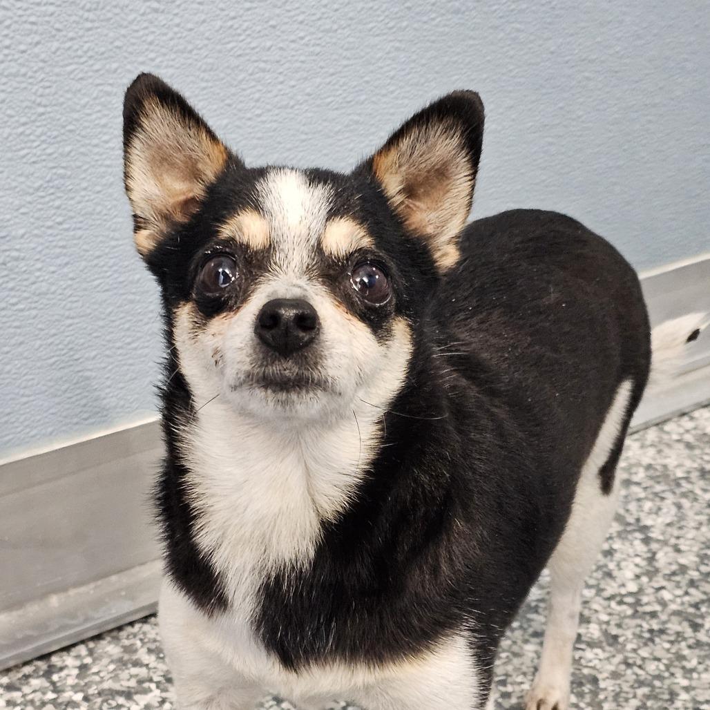 Enlarge Adelaide, a Adoptable mixed breed in Nashville, TN image 1/2