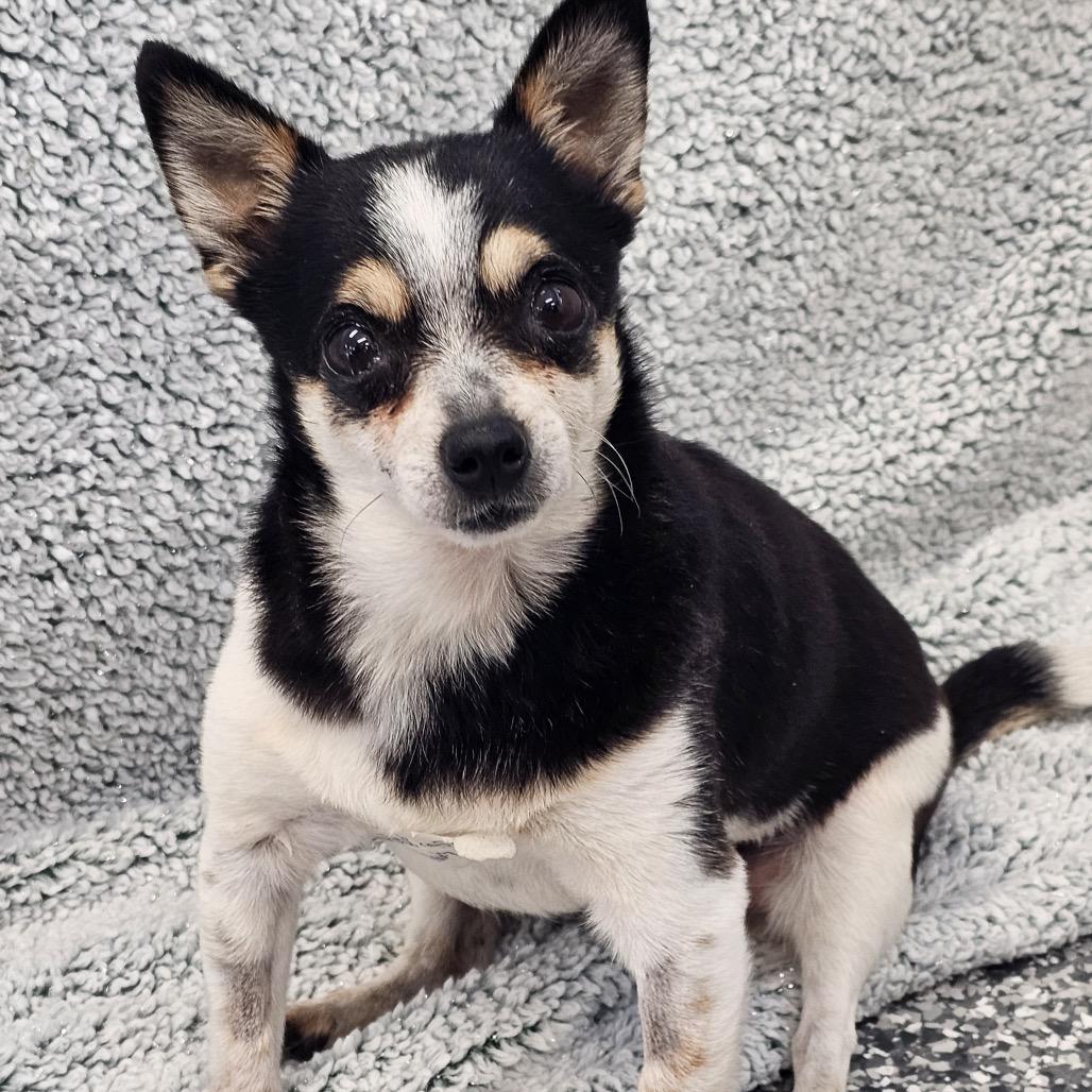 Enlarge Adelaide, a Adoptable mixed breed in Nashville, TN image 2/2