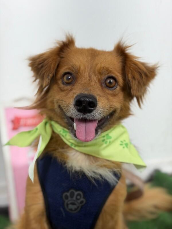 Axel-One of our Amazing Rescue Dogs, adopted, Young Male Papillon & Cavalier King Charles Spaniel.