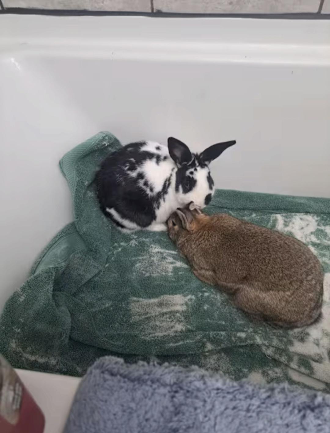 Brownie and Darya photo