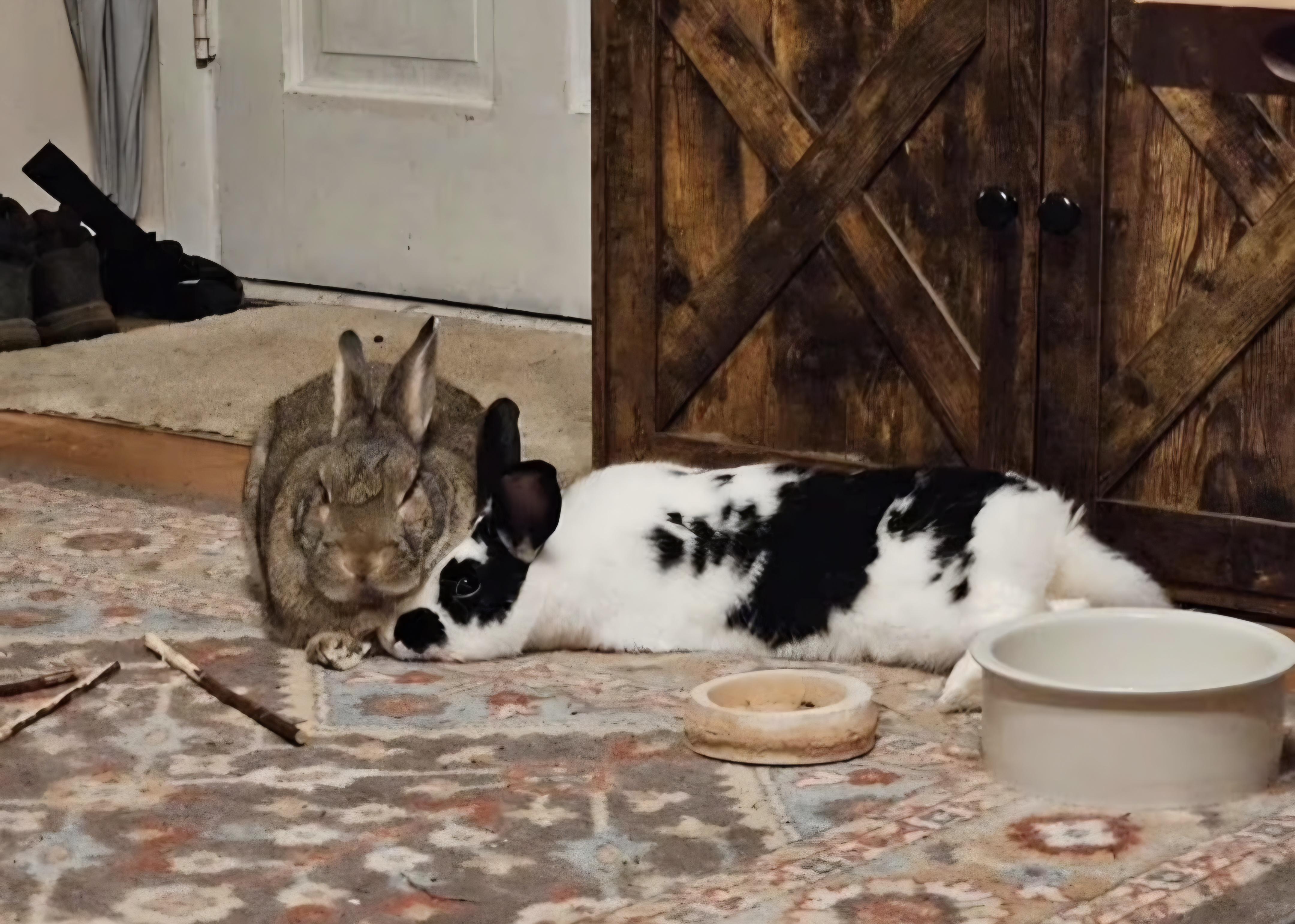 Enlarge Brownie and Darya, a Adoptable English Spot in Waynesboro, VA image 3/3