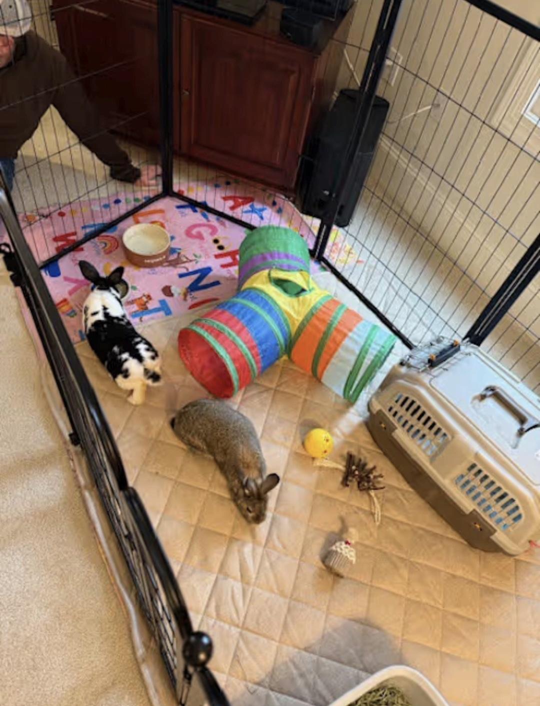 Enlarge Brownie and Darya, a Adoptable English Spot in Waynesboro, VA image 2/3