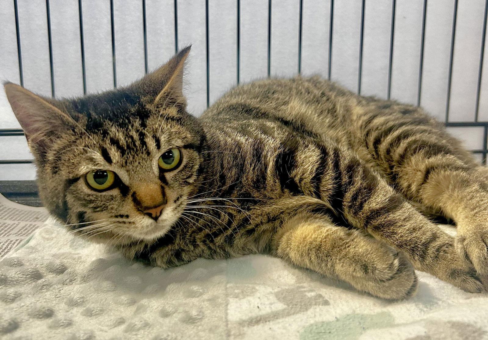 Pocket, Adopted, Kitten Male Domestic Short Hair.