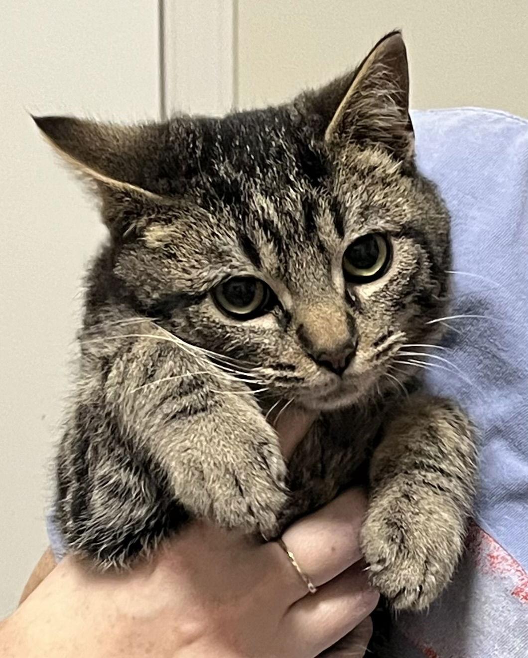 Enlarge Pocket, a Adopted Domestic Short Hair in Shawnee, KS image 2/3