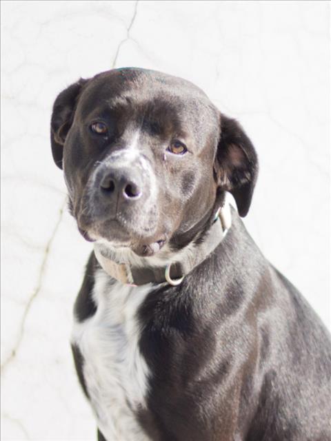 SHANNON, Adoptable, Young Female Pit Bull Terrier & Border Collie.