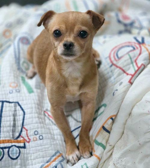 Enlarge Churro, a Adoptable Chihuahua in Anaheim Hills, CA image 1/3