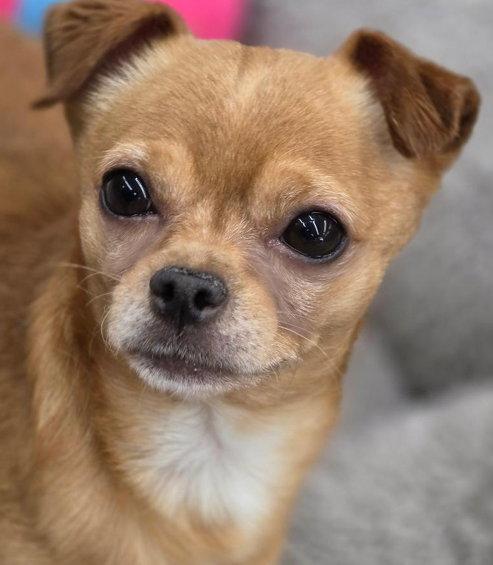 Enlarge Churro, a Adoptable Chihuahua in Anaheim Hills, CA image 2/3