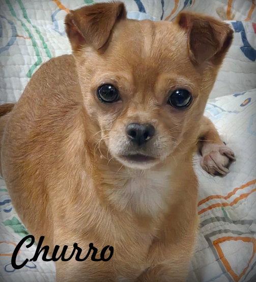 Enlarge Churro, a Adoptable Chihuahua in Anaheim Hills, CA image 3/3