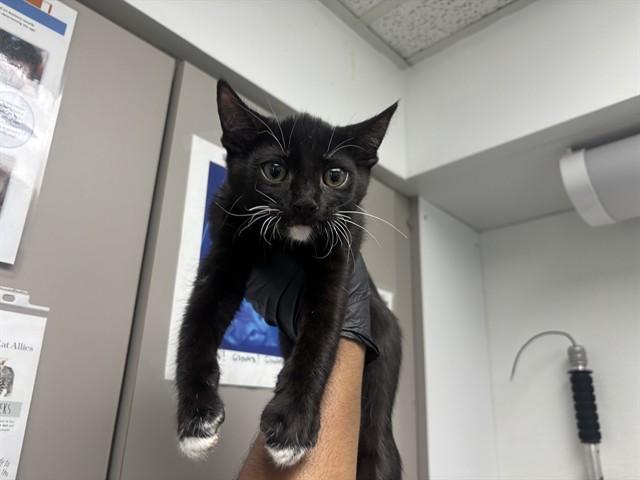 Enlarge GOATEE, a Adoptable Domestic Short Hair in Antioch, CA image 1/1
