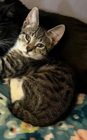Cosmo, ADOPTABLE, Kitten Male Domestic Short Hair.