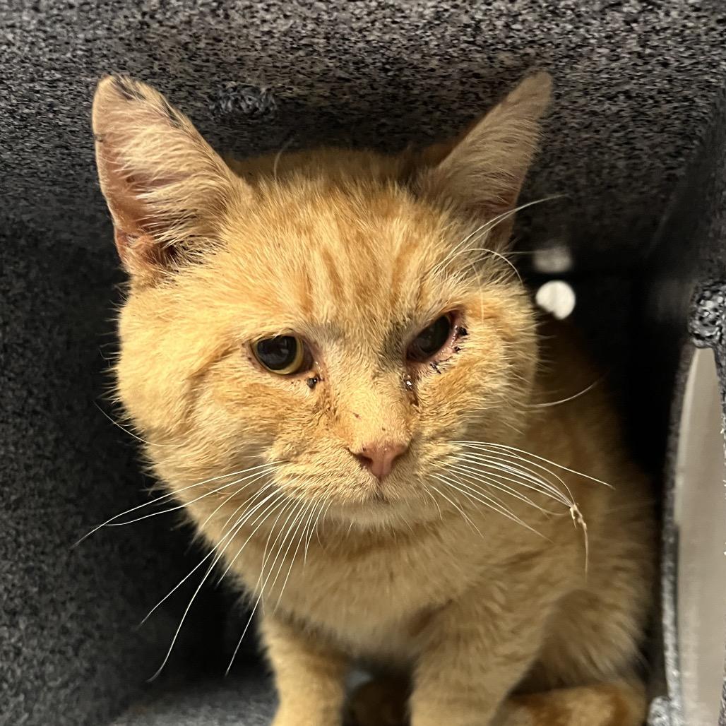 Frodo, Adoptable, Adult Male Domestic Short Hair.