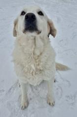 Enlarge Sandy, an adopted Great Pyrenees in Glasgow, KY image 1/2