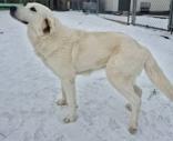 Enlarge Sandy, an adopted Great Pyrenees in Glasgow, KY image 2/2