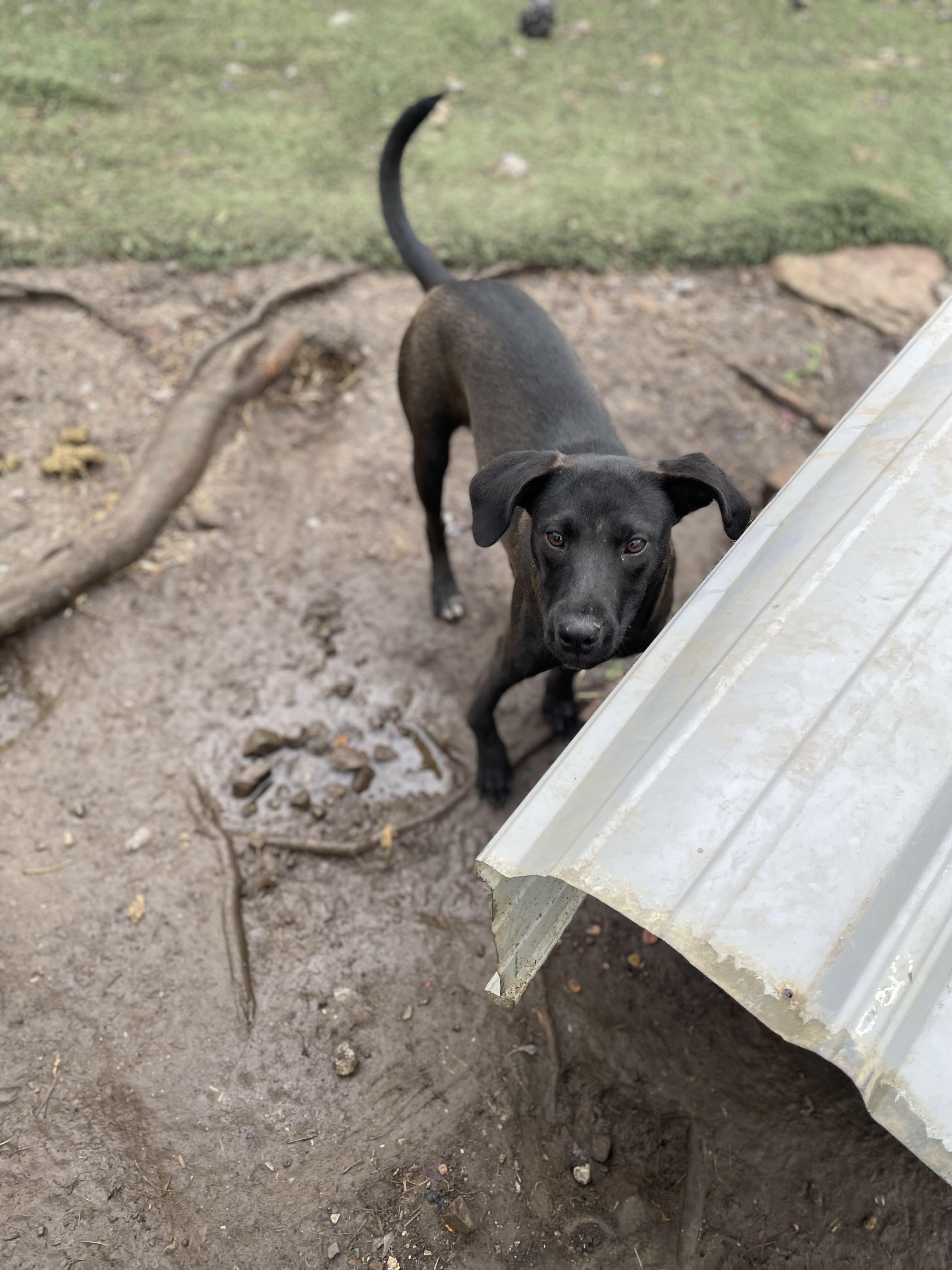 Whisker, Adoptable, Young Female Labrador Retriever.