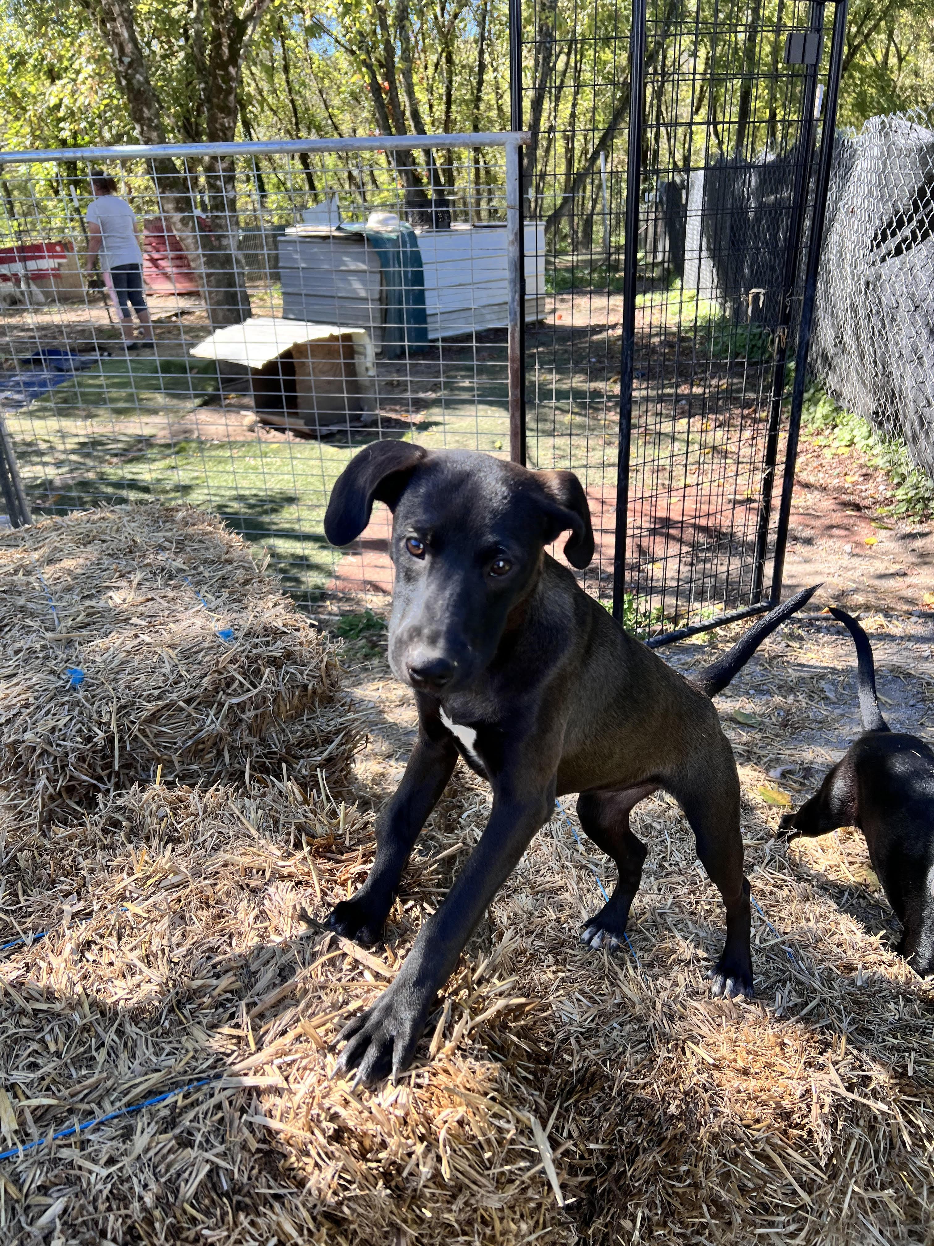 Enlarge Whisker, a Adoptable mixed breed in Tracy City , TN image 2/3