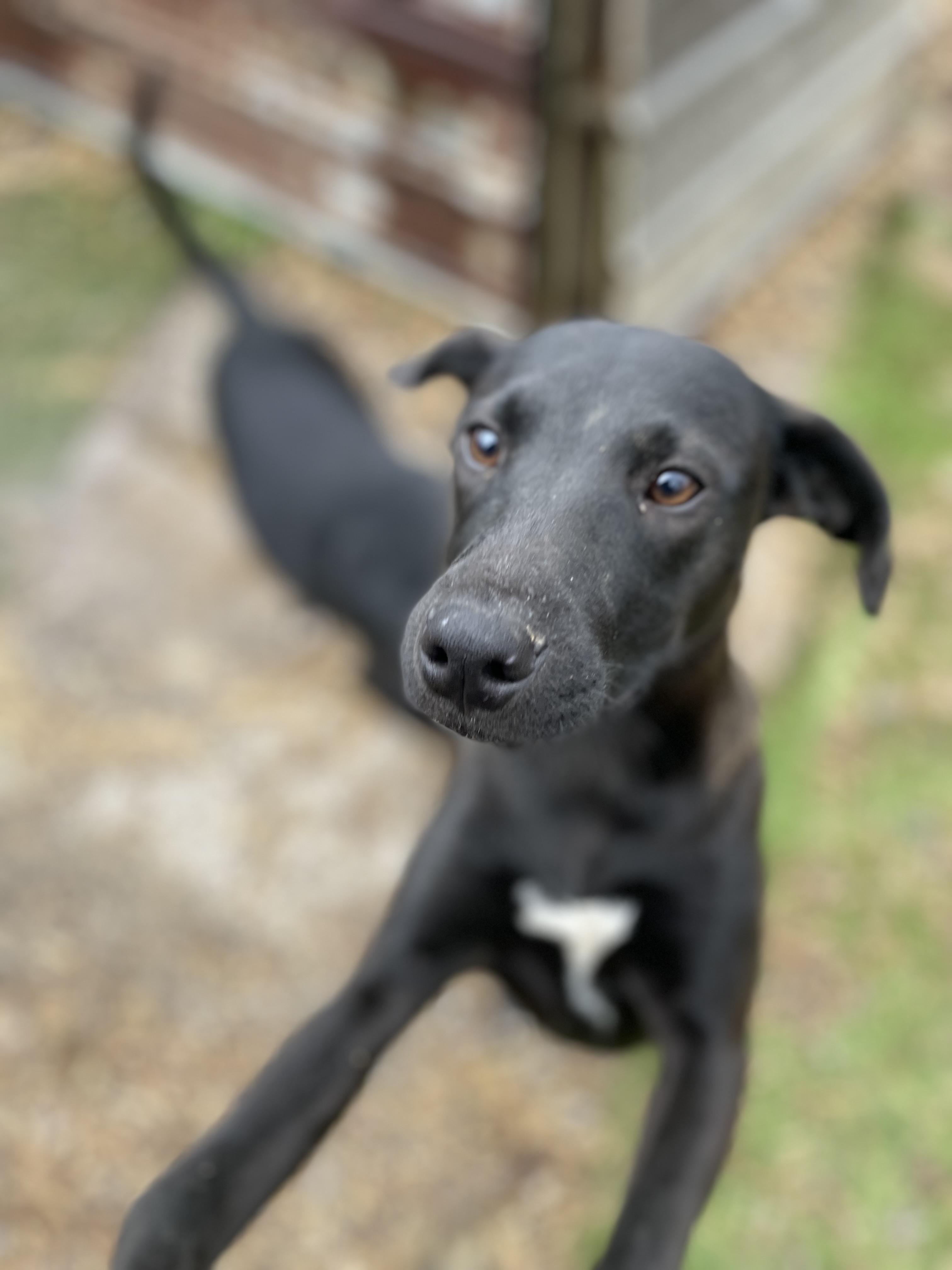 Enlarge Whisker, a Adoptable mixed breed in Tracy City , TN image 3/3
