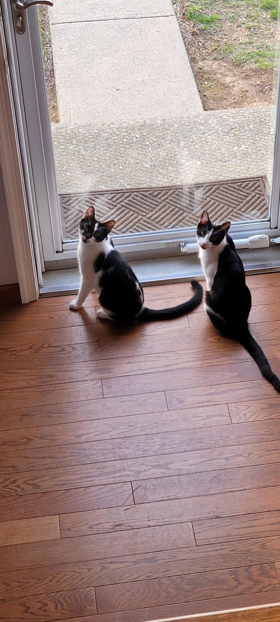 Enlarge Huckleberry, a Adoptable Domestic Short Hair in Allentown, PA image 4/6