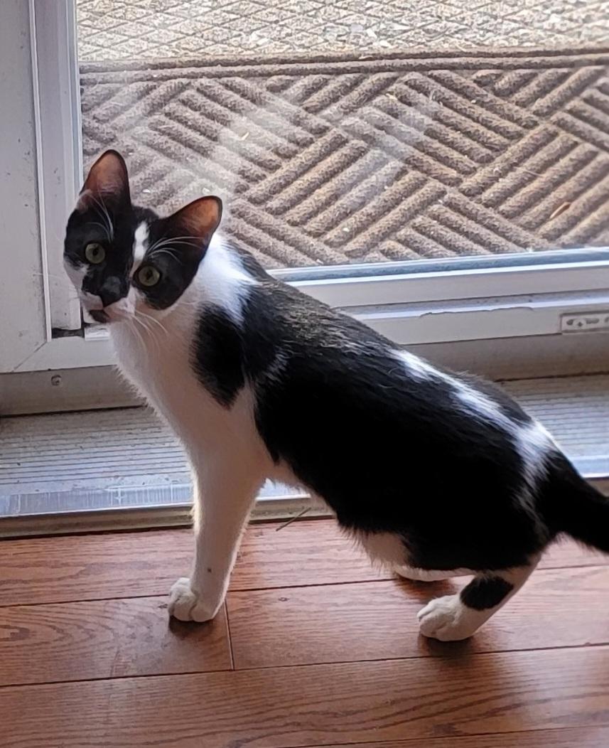 Enlarge Huckleberry, a Adoptable Domestic Short Hair in Allentown, PA image 1/6