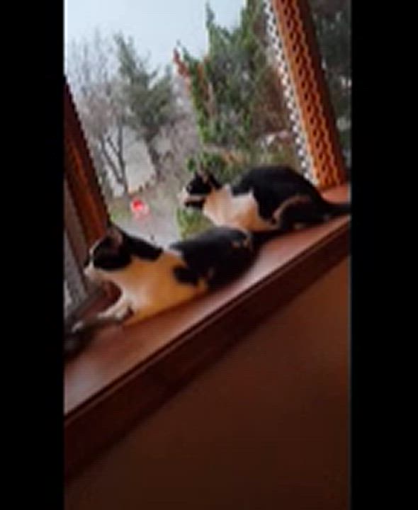 Enlarge Huckleberry, a Adoptable Domestic Short Hair in Allentown, PA video 6/6